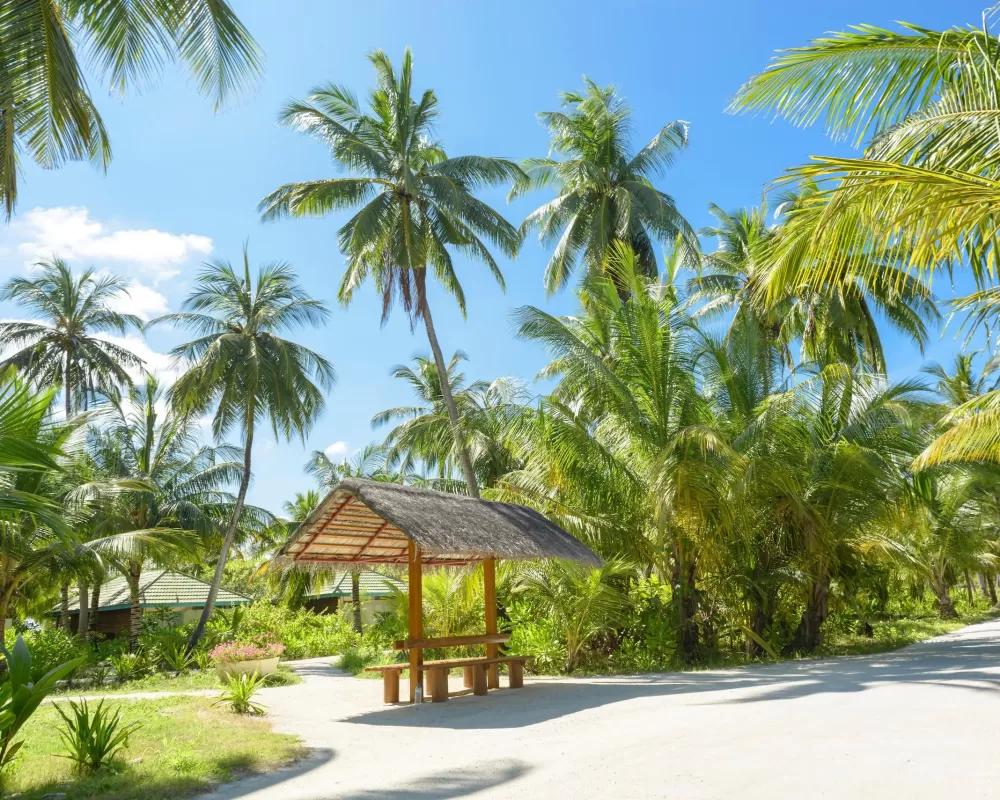 Palms tress resort in the sunshine - Viking Travel