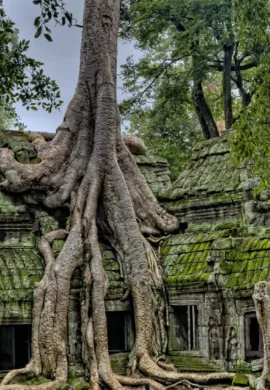 Houses built within a tree trunk - Viking Travel