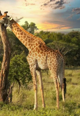 Two giraffes in the wild in Africa - Viking Travel