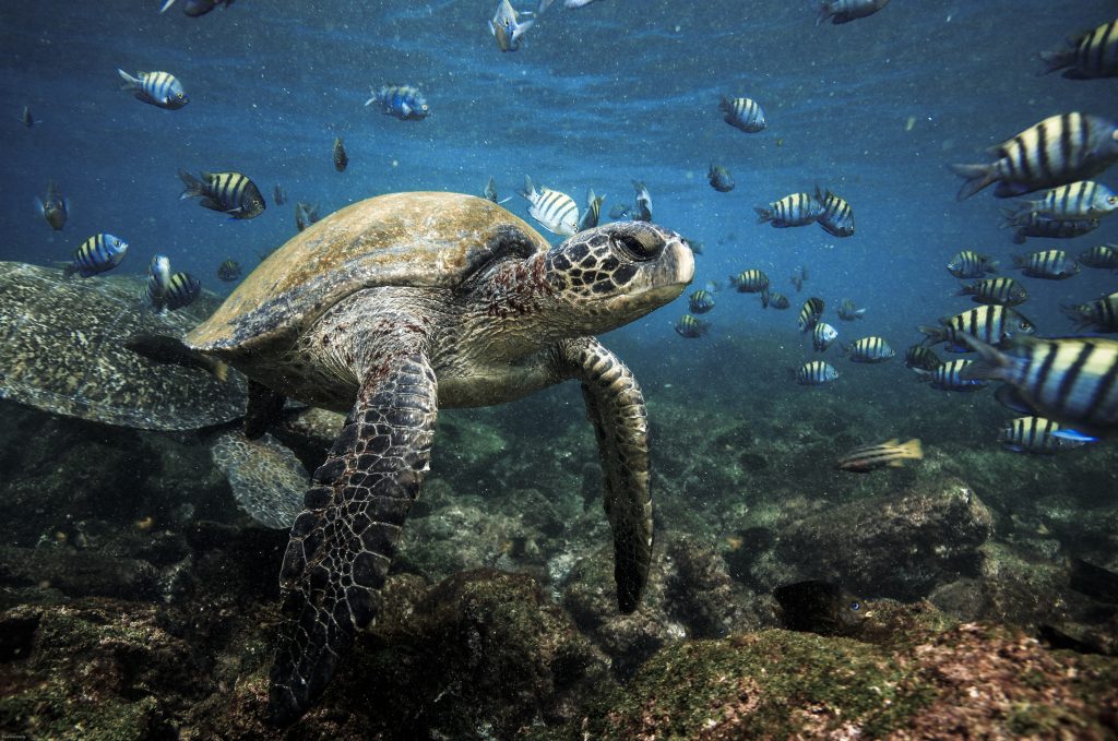 Green sea turtle and sergeant major fish underwater