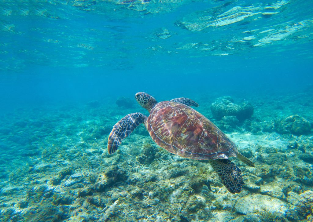 Swimming sea turtle in blue water