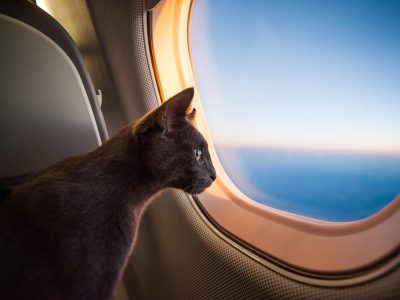 Pet cat traveling on private jet charter looking out the window - Viking Travel