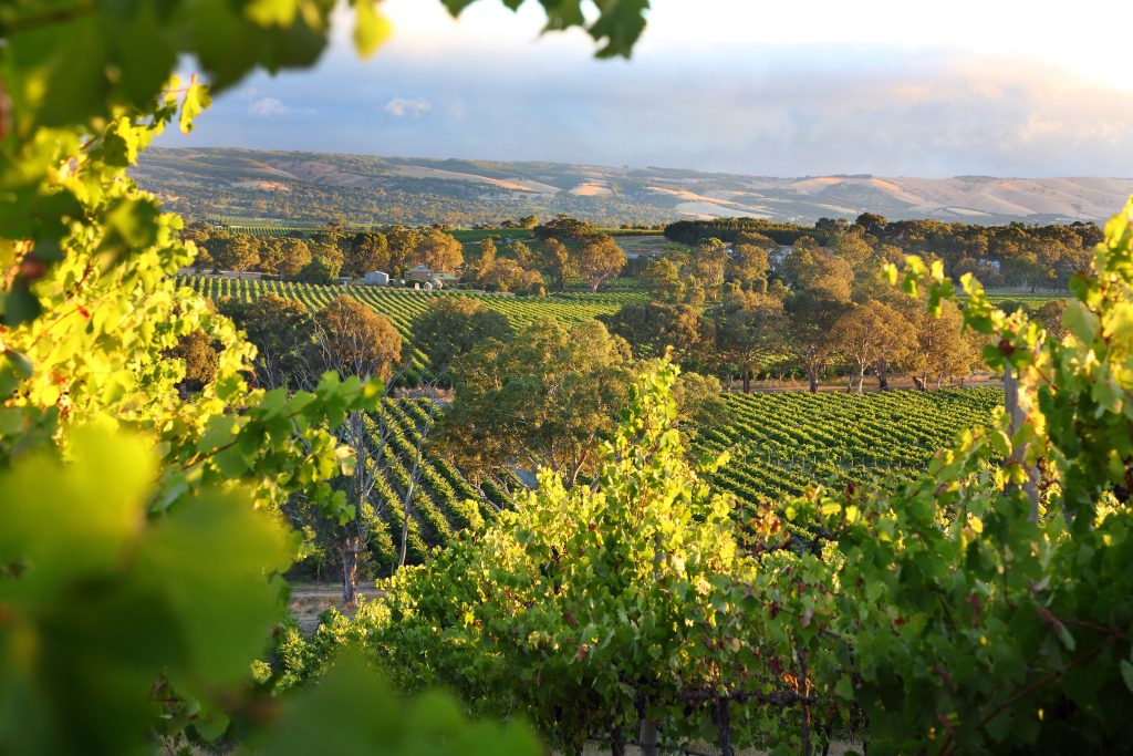 McLaren Vale in South Australia is a wine region beautiful vineyards - Viking Travel