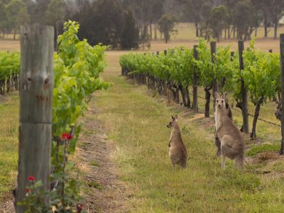 Hunter valley kangaroos in the vineyard - Viking Travel