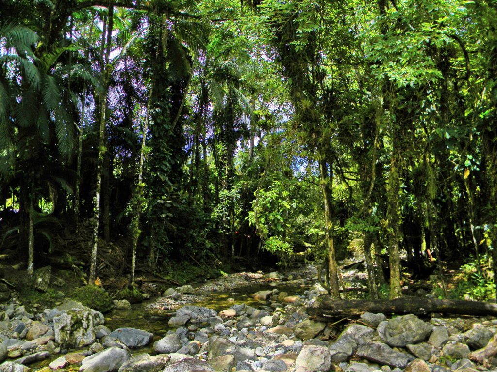 Dominica’s lush rainforests with small ship cruise - Viking Travel